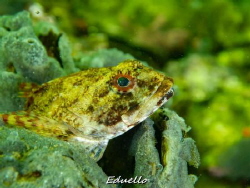 Gewone zeedonderpad, Myoxocephalus scorpius. Common in ou... by Eduard Bello 